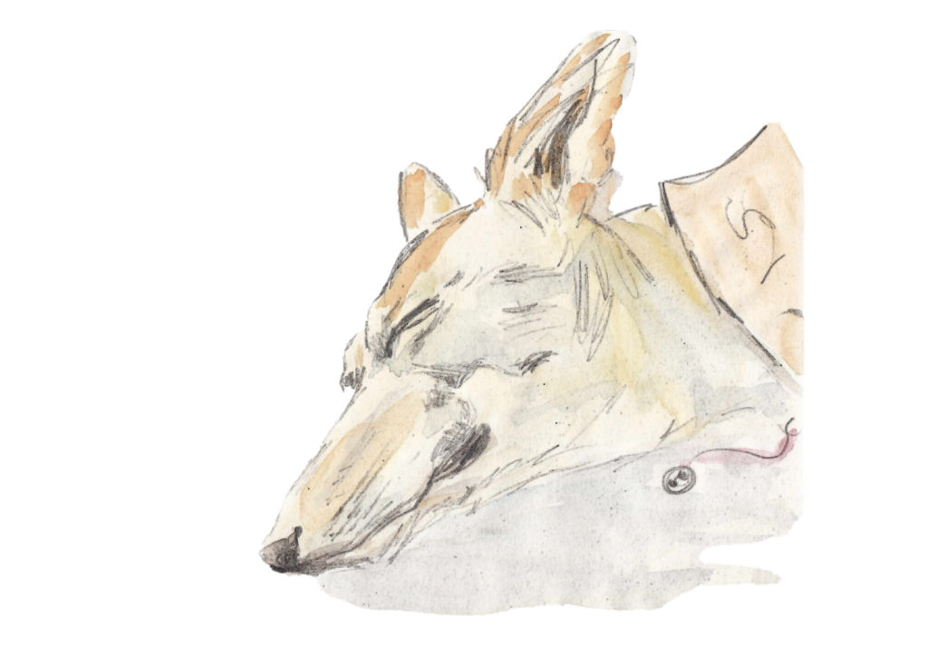 Sleeping Toffee - by Emma Short