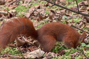 Red squirrel in Formby pine woods