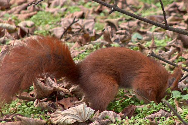 Red squirrel in Formby pine woods Red squirrel in Formby pine woods