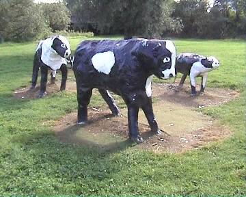 The Legendary Concrete Cows The Legendary Concrete Cows