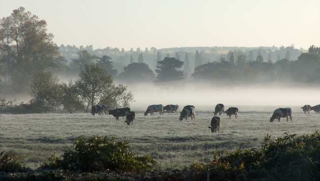 cows in Bury Field