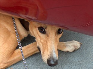 Toffee on the Edinburgh sight-seeing bus