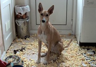 Toffee having destroyed her new bed