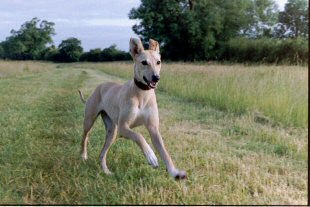Toffee in the field behind our old house