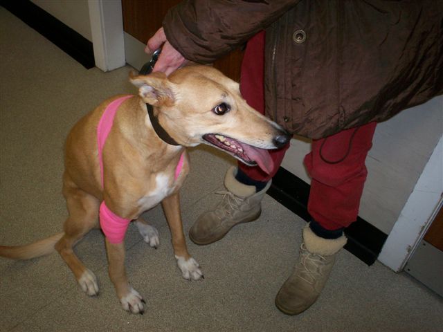 Toffee in the vet's surgery