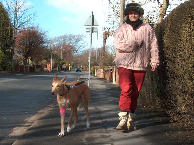 Toffee out for a walk